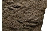 Shale with Two Dinosaur (Grallator) Footprints - Massachusetts #383427-2